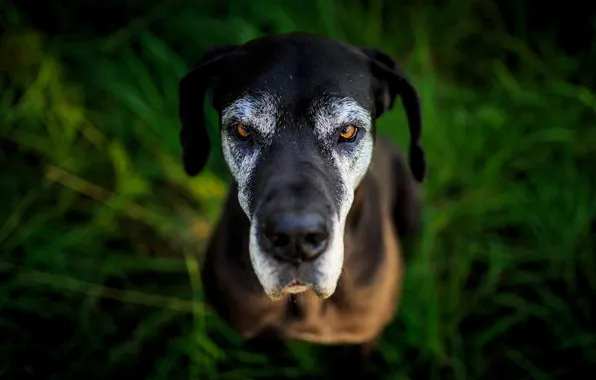 Look, each, dog