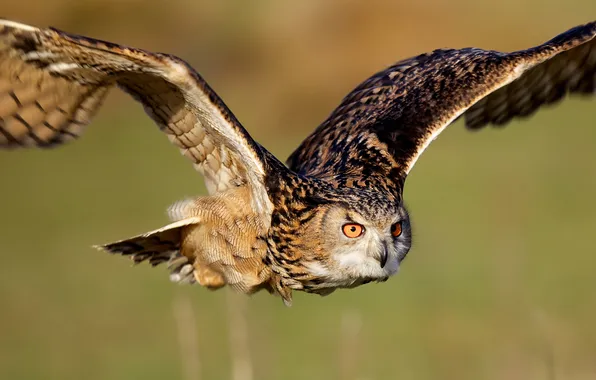 Picture owl, bird, wings, flight