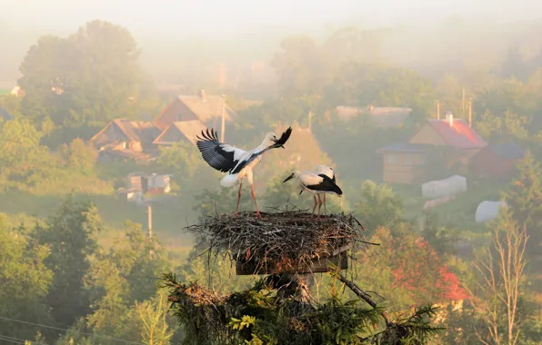 Summer, fog, morning, village, socket, storks