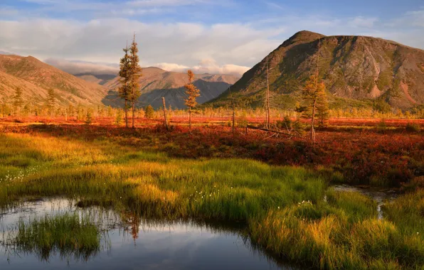 Greens, autumn, forest, grass, clouds, light, trees, mountains