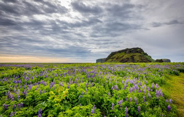 Field, Iceland, Iceland, Lupin