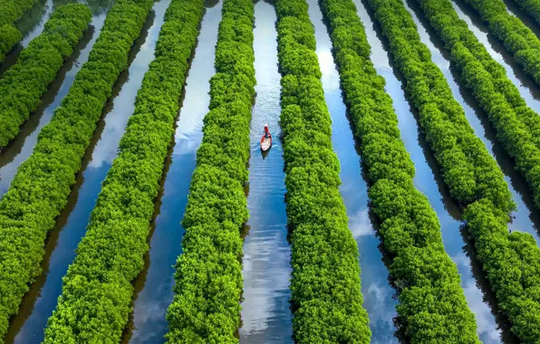 Picture boat, channel, Vietnam, mangrove forest