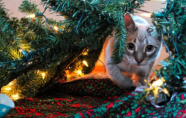 Cat, cat, look, pose, Christmas, New year, tree, face