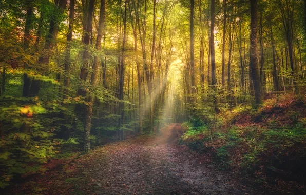 Autumn, forest, rays, Park, haze, path