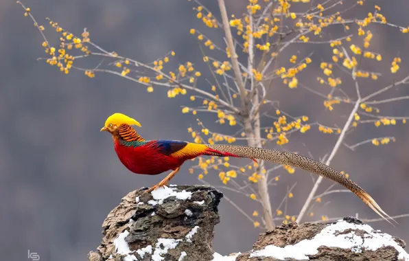 Picture bird, tail, gold, pheasant