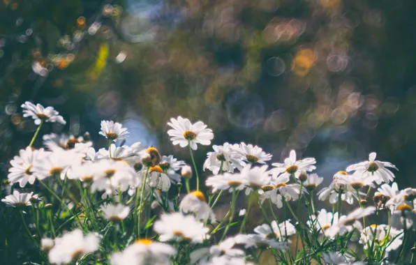 Summer, flowers, background, glade, chamomile, Daisy, white, bokeh