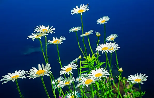 Chamomile, blue background, city