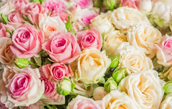 Picture white, flowers, bouquet, pink, rosette, Yarovoy Aleksandr