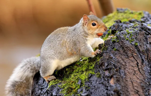 Pose, background, tree, moss, stump, walnut, protein, animal