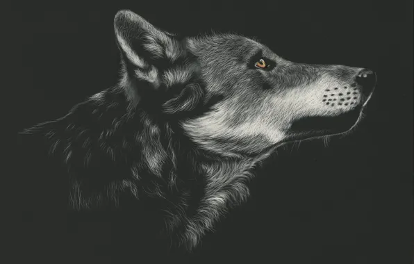Picture face, wolf, profile