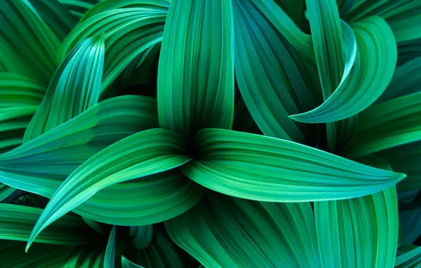 Leaves, green, windows 7, seven