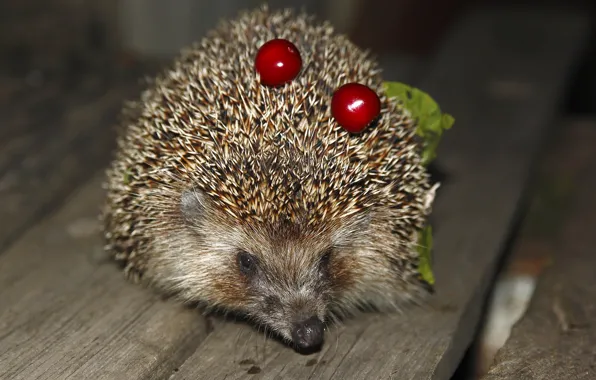 Picture leaves, trees, cherry, berries, animal, Board