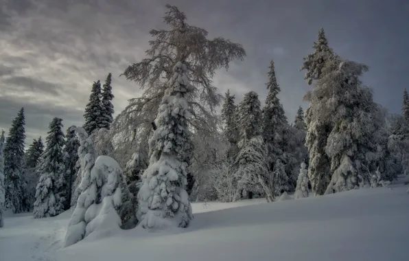 Picture winter, snow, the snow, winter forest