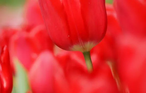 Picture macro, flowers, tulips, red