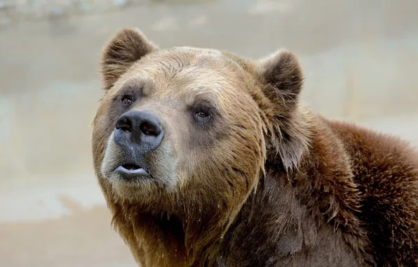 Picture portrait, bear, bear, grizzly