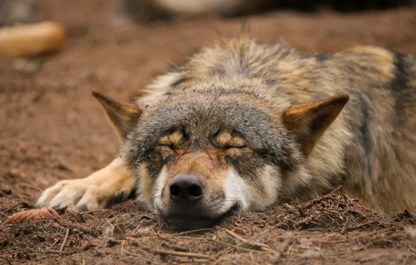 Picture wolf, by Quiet-bliss, sleeping, nature