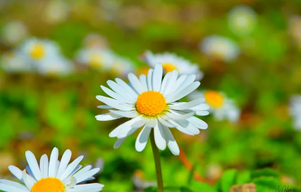 Picture Spring, Daisy, Camomile