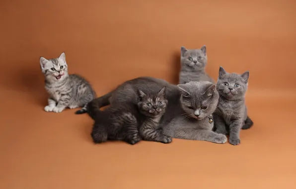 Cat, look, cats, pose, kitty, kittens, kids, mom