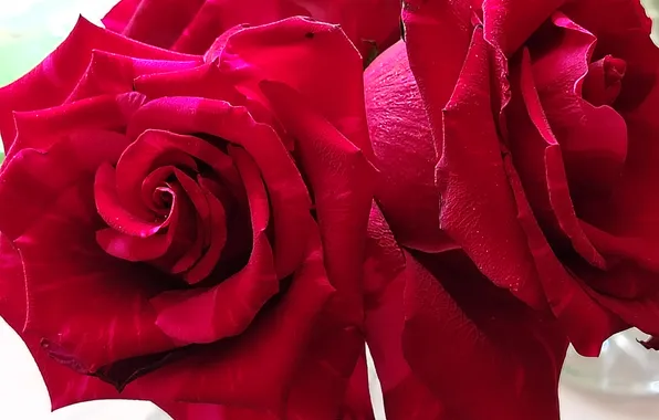 Close-up, petals, red roses, rosebuds