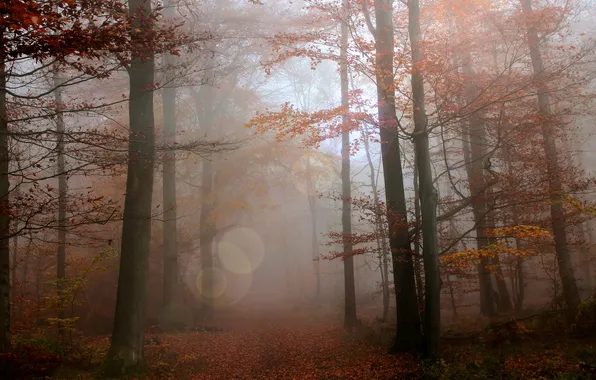 Autumn, forest, trees, branches, fog, Park, trunks, foliage