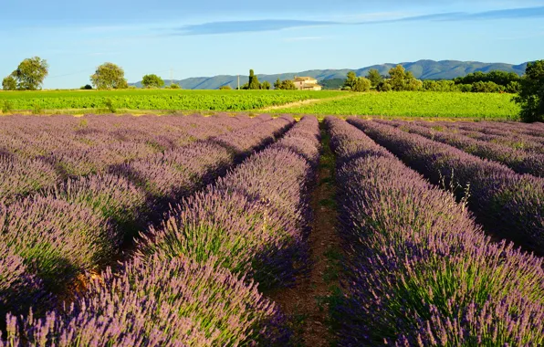 Greens, field, summer, light, trees, landscape, flowers, mountains