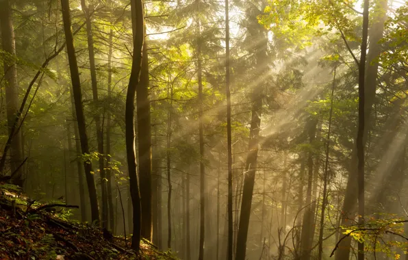 Picture forest, the sun, rays, trees, nature, morning