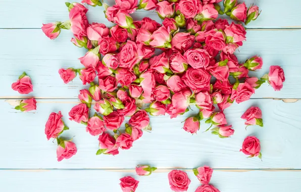 Board, roses, Pink, Roses, background, color