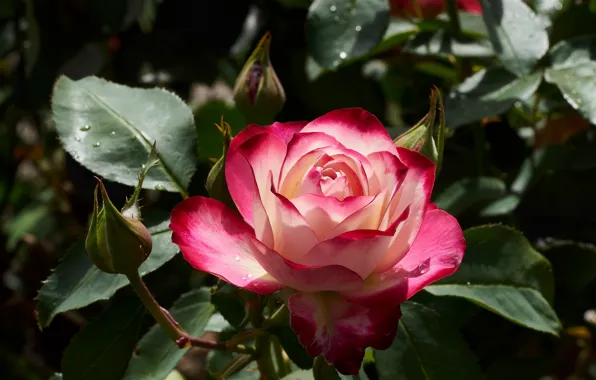 Picture roses, petals, motley