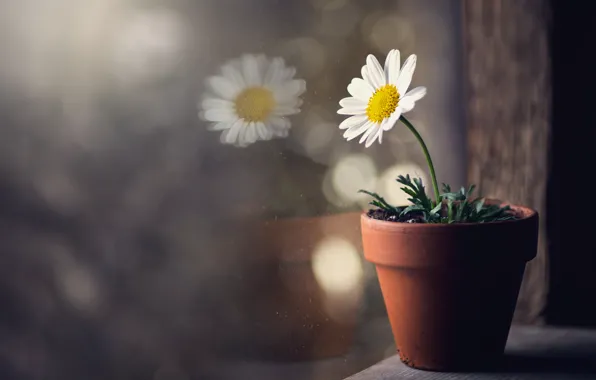 Picture flower, window, pot