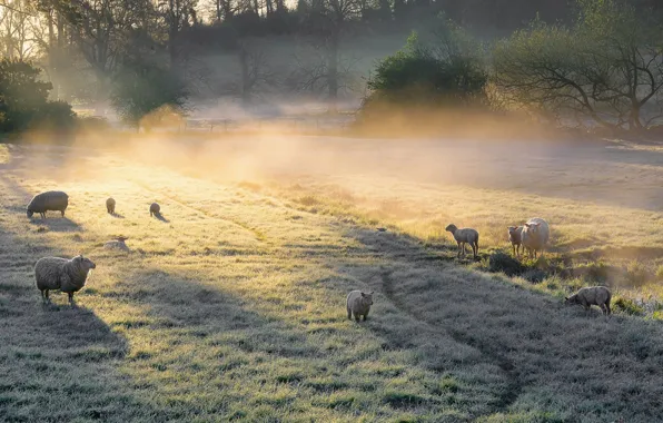 Field, fog, sheep, morning