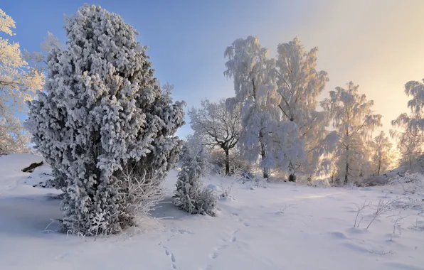 Winter, snow, trees, Sweden, Sweden, Sodermanland, Vagnhärad