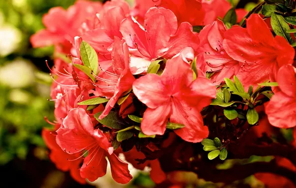 Macro, branches, Azalea