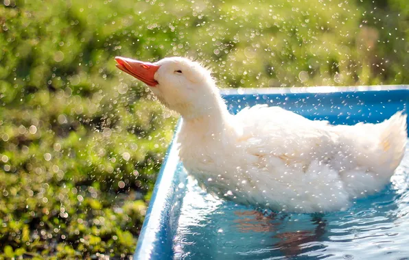 Picture bokeh, animal, duck, droplets, refreshment