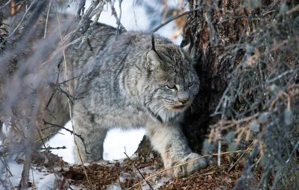 Winter, branches, Canadian lynx