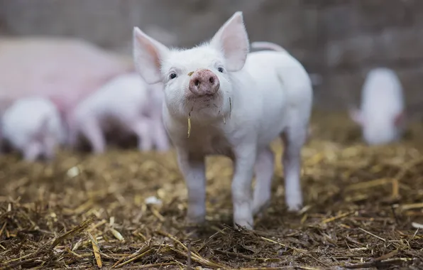 Background, animal, pig