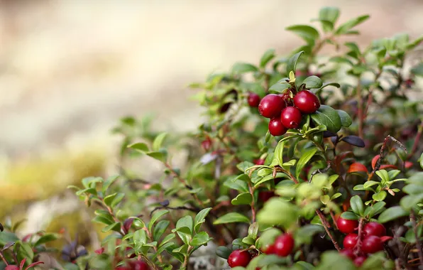 Picture nature, berries, Bush, red, leaves