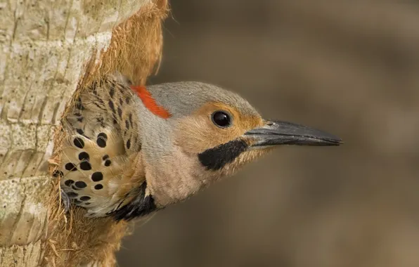 Bird, wood, eye, dots, beak, black dots