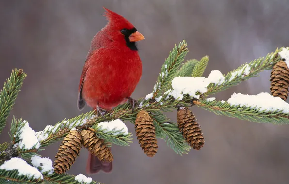 Picture bird, branch, bumps, cardinal