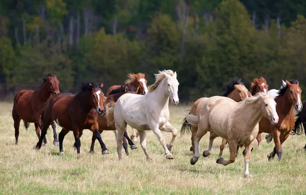 Field, forest, horses, horse, running, the herd