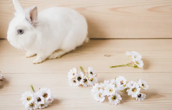 Flowers, Rabbit, White, Animal