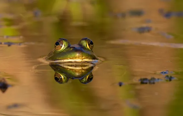 Summer, nature, frog