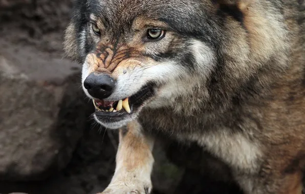 Nature, predator, animal, wolf, wildlife, portrait, portrait., Canis lupus. face