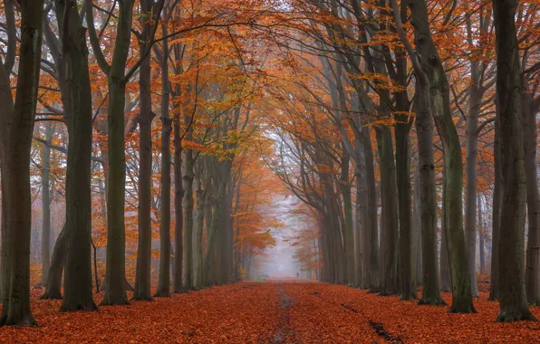 Road, autumn, forest, trees, branches, nature, fog, Park