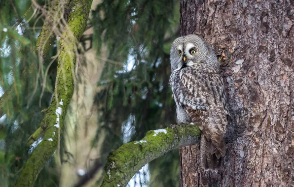 Forest, look, branches, nature, tree, owl, bird, trunk