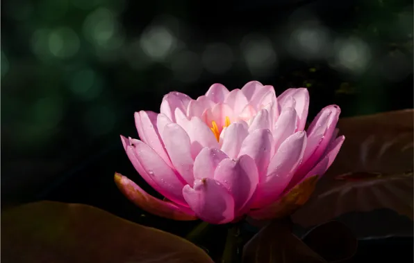Flower, leaves, drops, macro, pond, the dark background, pink, bokeh