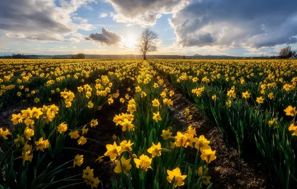 Flowers, morning, daffodils