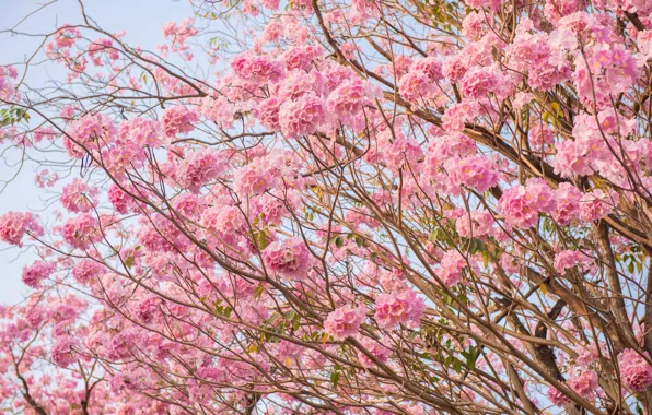 Picture flowers, branches, spring, pink, flowering, pink, blossom, flowers