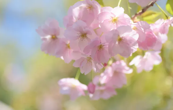 Macro, flowers, branches, cherry, flowering, bokeh