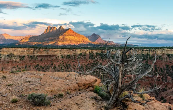 Picture Utah, USA, Zion National Park, Utah