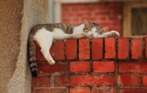 Picture cat, wall, stay, paws